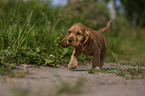 running English Cocker Spaniel puppy