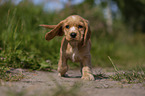 running English Cocker Spaniel puppy