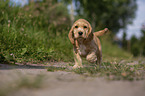 running English Cocker Spaniel puppy