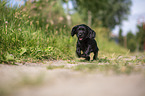 black English Cocker Spaniel puppy