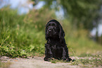 black English Cocker Spaniel puppy