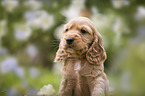 English Cocker Spaniel puppy portrait