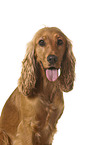 English Cocker Spaniel in front of white background