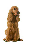 English Cocker Spaniel in front of white background