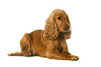 English Cocker Spaniel in front of white background