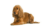 English Cocker Spaniel in front of white background