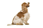 English Cocker Spaniel in front of white background