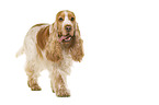 English Cocker Spaniel in front of white background