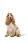 English Cocker Spaniel in front of white background