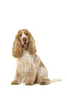 English Cocker Spaniel in front of white background