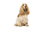 English Cocker Spaniel in front of white background