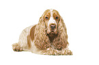 English Cocker Spaniel in front of white background