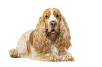 English Cocker Spaniel in front of white background