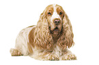 English Cocker Spaniel in front of white background