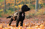 dark English Cocker Spaniel