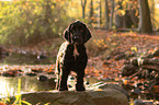 dark English Cocker Spaniel