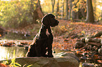 dark English Cocker Spaniel