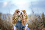 male English Cocker Spaniel