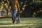 female English Cocker Spaniel