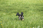 female English Cocker Spaniel