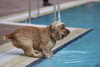 English Cocker Spaniel