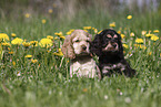 English Cocker Spaniel Puppy