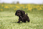 English Cocker Spaniel Puppy