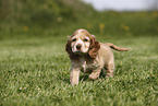 English Cocker Spaniel Puppy