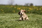 English Cocker Spaniel Puppy