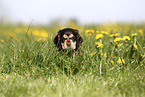 English Cocker Spaniel Puppy