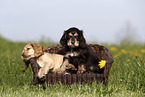 English Cocker Spaniel Puppy