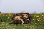 English Cocker Spaniel Puppy