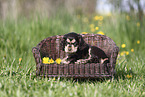 English Cocker Spaniel Puppy