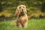 English Cocker Spaniel