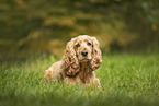 English Cocker Spaniel