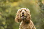 English Cocker Spaniel