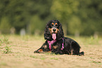 English Cocker Spaniel