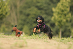 English Cocker Spaniel