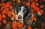 male English Cocker Spaniel