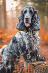 male English Cocker Spaniel