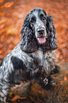 male English Cocker Spaniel