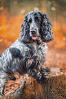 male English Cocker Spaniel