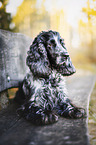 male English Cocker Spaniel