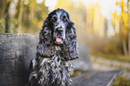 male English Cocker Spaniel