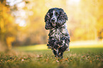 male English Cocker Spaniel