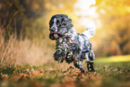 male English Cocker Spaniel