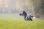 male English Cocker Spaniel