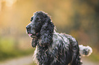 male English Cocker Spaniel