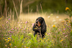 English Cocker Spaniel