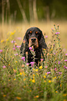 English Cocker Spaniel